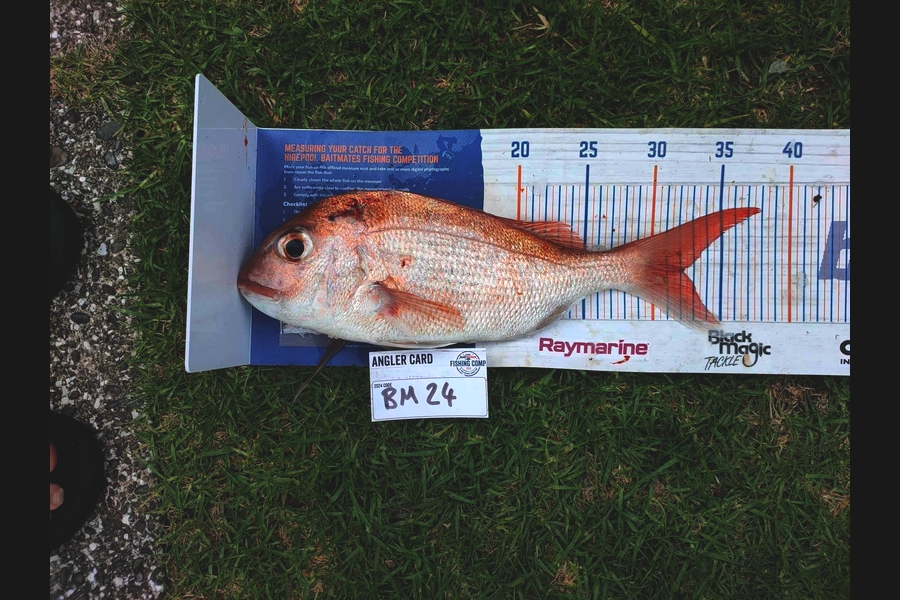 Ellen Pope caught this 32.0cm Snapper at Coromandel during The Hirepool Baitmates Fishing Comp