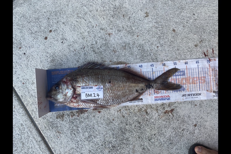 Corbyn Allan caught this 51.5cm Tarakihi at Wairarapa
 during The Hirepool Baitmates Fishing Comp