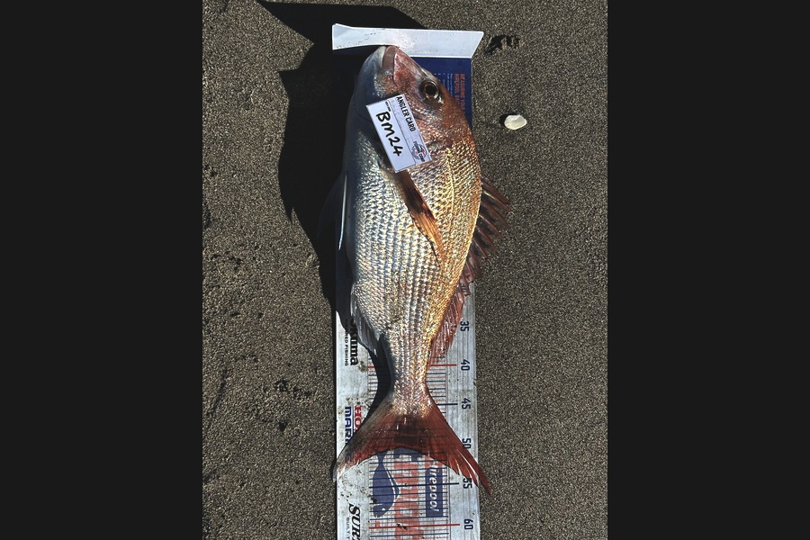Blair Brookbanks caught this 50.0cm Snapper at Bay of Plenty during The Hirepool Baitmates Fishing Comp