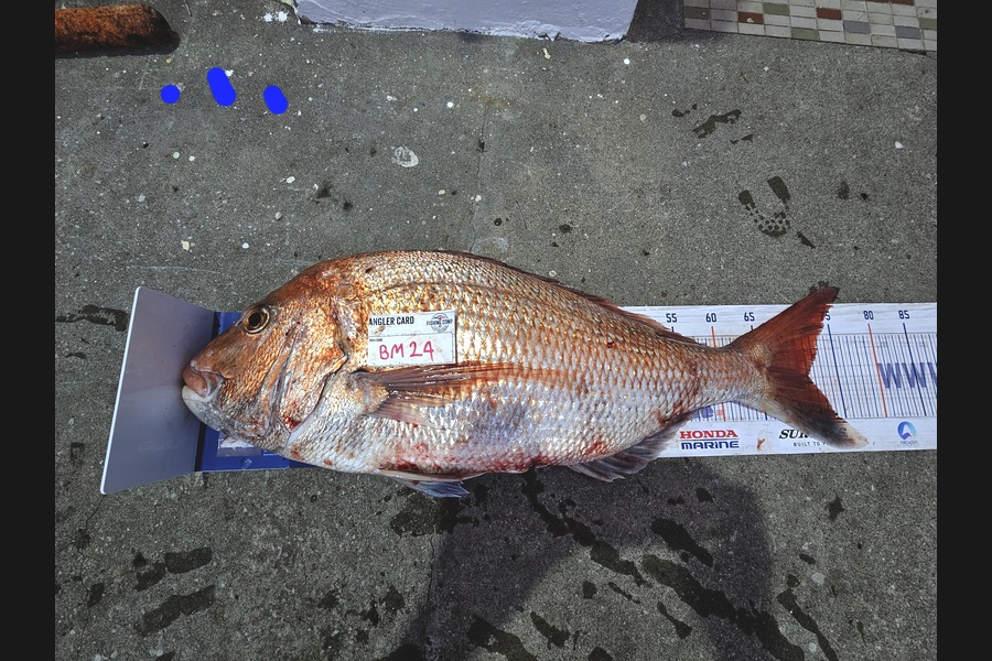 David  Douglas  caught this 71.0cm Snapper at Wellington during The Hirepool Baitmates Fishing Comp