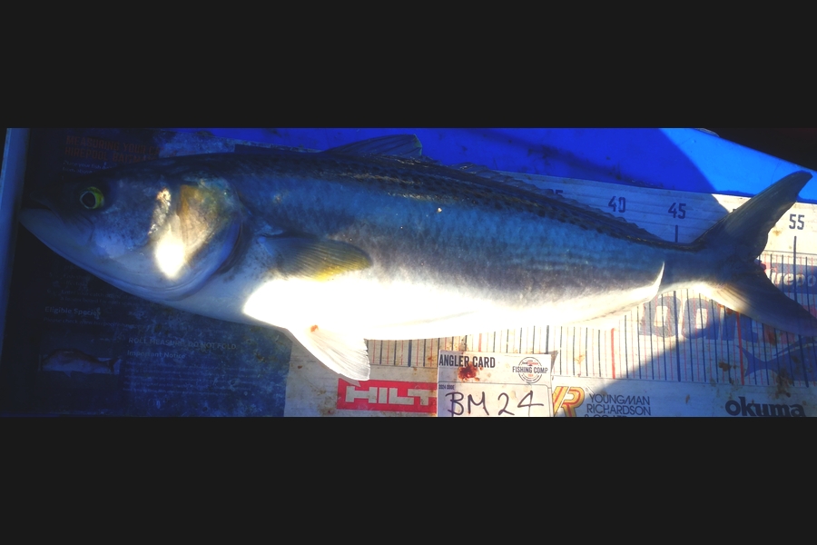 Leigh Page caught this 51cm Kahawai at Wellington during The Hirepool Baitmates Fishing Comp