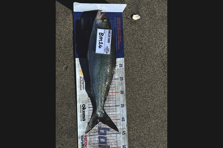 Max Brookbanks caught this 40.0cm Kahawai at Bay of Plenty during The Hirepool Baitmates Fishing Comp