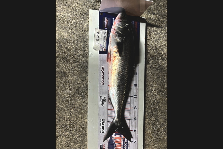 Chaz George caught this 49.0cm Kahawai at Wairarapa
 during The Hirepool Baitmates Fishing Comp