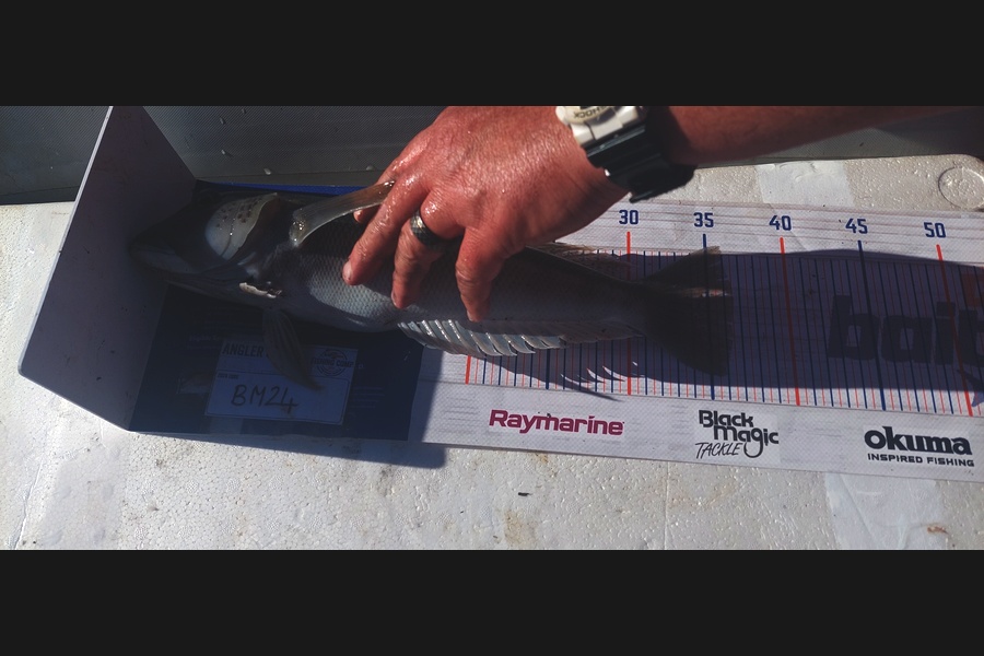 Hadleigh Brewer caught this 36.0cm Blue Cod at Wellington during The Hirepool Baitmates Fishing Comp