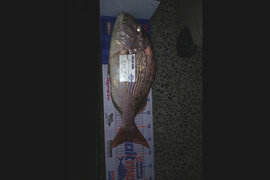 Richard Mcginley caught this 44.0cm Snapper at Bay of Plenty during The Hirepool Baitmates Fishing Comp