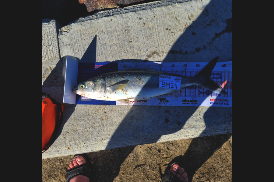 Warren Meyer caught this 54.0cm Kahawai at Manawatu during The Hirepool Baitmates Fishing Comp
