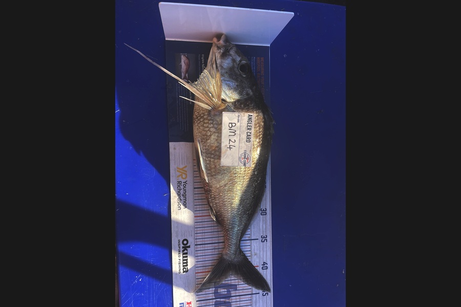 Ashton Newland caught this 41.0cm Tarakihi at Bay of Plenty during The Hirepool Baitmates Fishing Comp