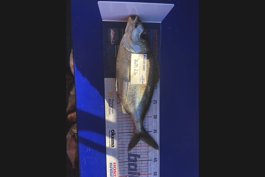 Craig Newland caught this 37.0cm Tarakihi at Bay of Plenty during The Hirepool Baitmates Fishing Comp
