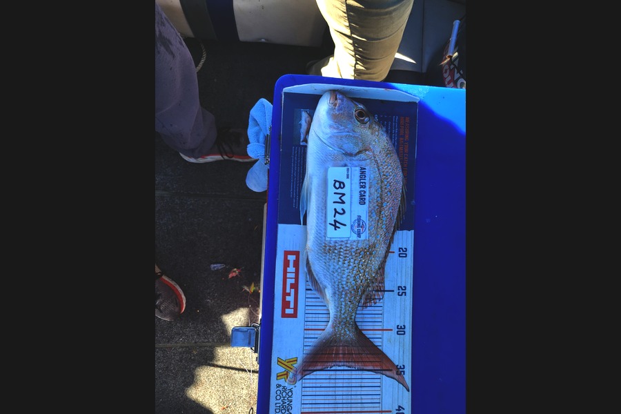 Keith Langham caught this 34.5cm Snapper at Nelson/Marlborough during The Hirepool Baitmates Fishing Comp