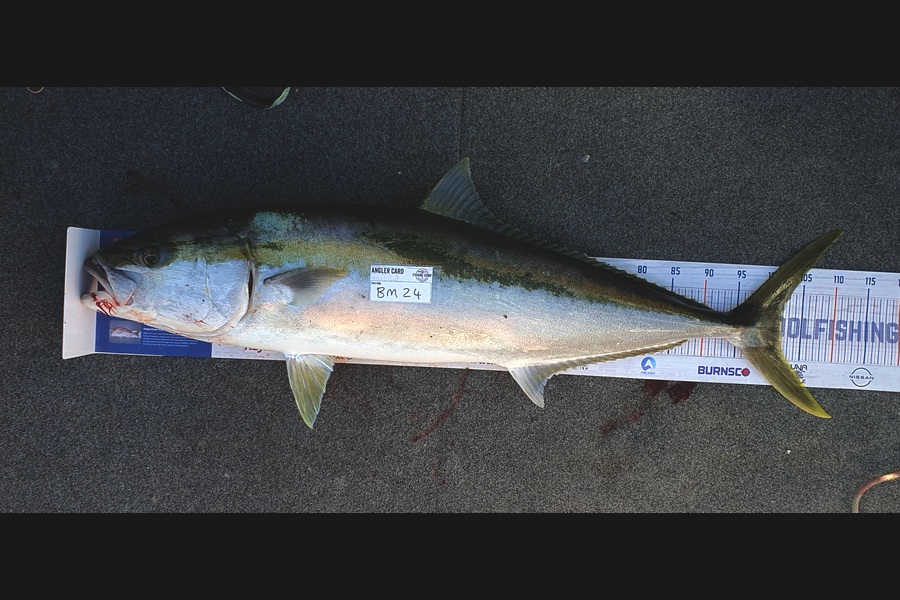 Simon Roberts caught this 102.0cm Kingfish at Coromandel during The Hirepool Baitmates Fishing Comp