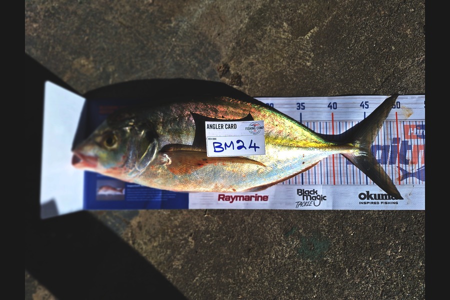 Dan Langdon caught this 45.5cm Trevally at Auckland during The Hirepool Baitmates Fishing Comp