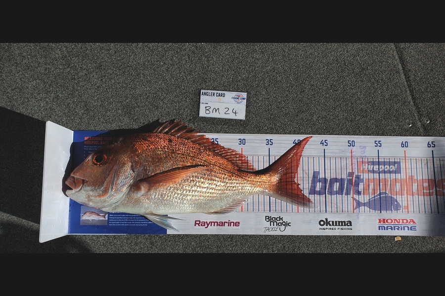 Simon Roberts caught this 39.5cm Snapper at Coromandel during The Hirepool Baitmates Fishing Comp