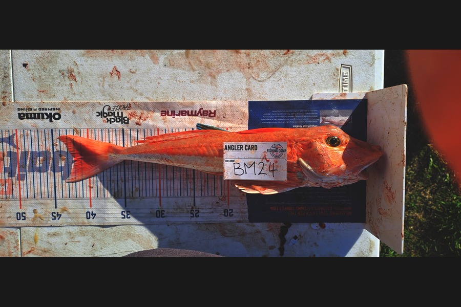 Dave Paul caught this 42.0cm Gurnard at Hawkes Bay during The Hirepool Baitmates Fishing Comp