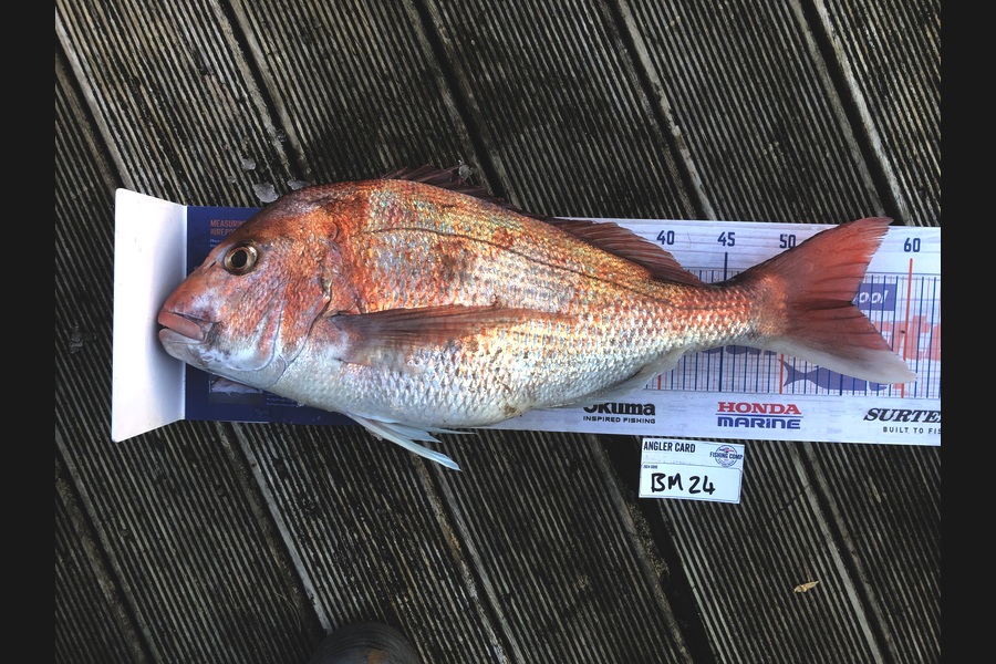 Andrew Froome caught this 55.5cm Snapper at Taranaki during The Hirepool Baitmates Fishing Comp