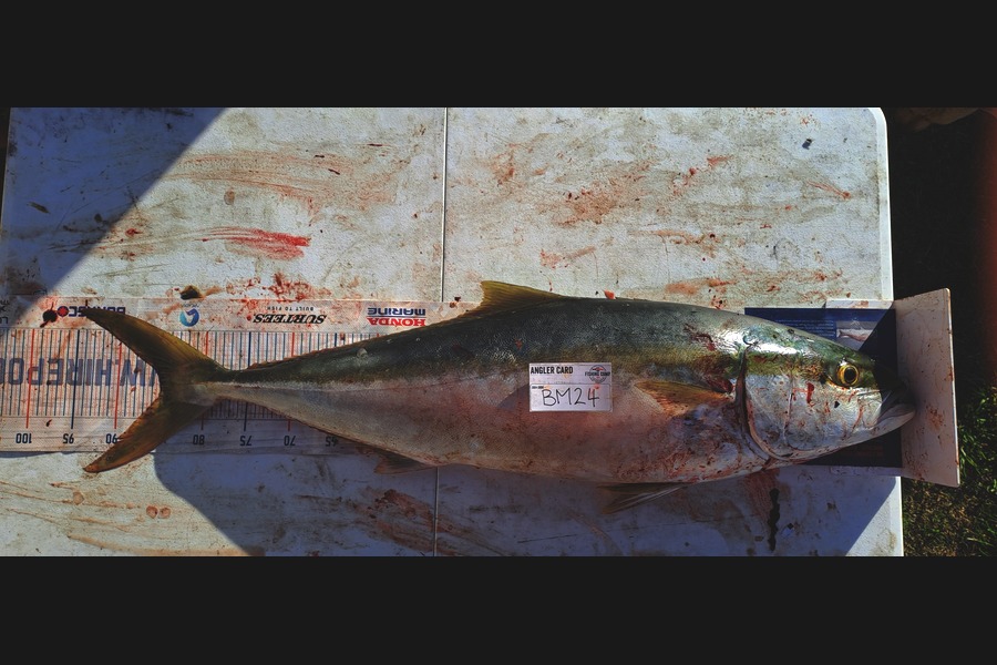 Dave Paul caught this 85.0cm Kingfish at Hawkes Bay during The Hirepool Baitmates Fishing Comp