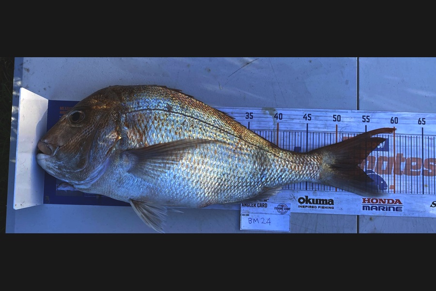 Hamish McCallum caught this 53.5cm Snapper at Manawatu during The Hirepool Baitmates Fishing Comp