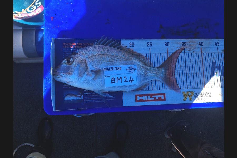 Hazel Gillespie caught this 31.5cm Snapper at Nelson/Marlborough during The Hirepool Baitmates Fishing Comp