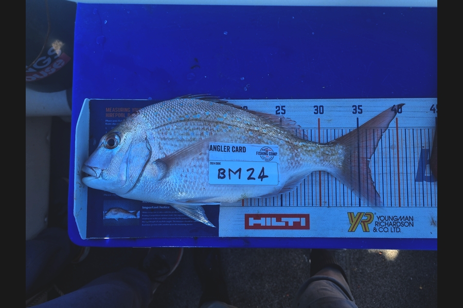 Bronwyn Langham caught this 36.0cm Snapper at Nelson/Marlborough during The Hirepool Baitmates Fishing Comp