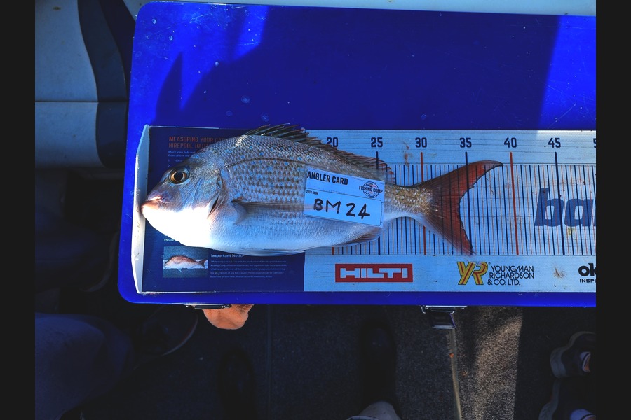 Stacey Gillespie caught this 34.0cm Snapper at Nelson/Marlborough during The Hirepool Baitmates Fishing Comp