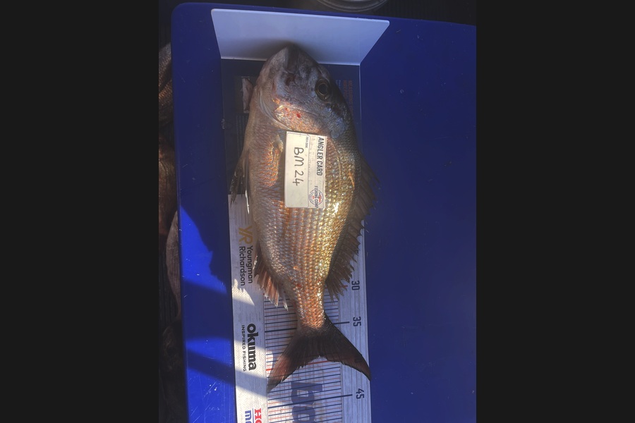 Gary Newland caught this 39.0cm Snapper at Bay of Plenty during The Hirepool Baitmates Fishing Comp