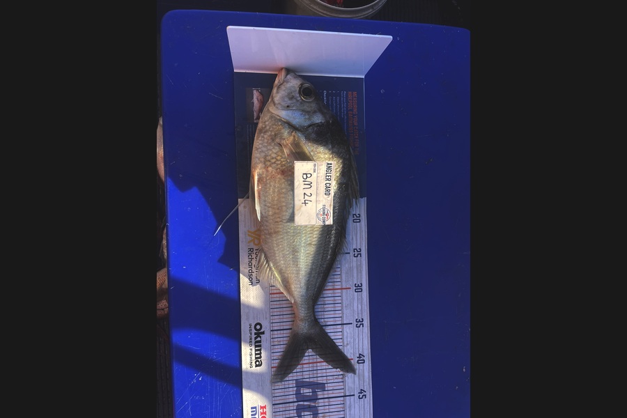 Gary Newland caught this 38.0cm Tarakihi at Bay of Plenty during The Hirepool Baitmates Fishing Comp