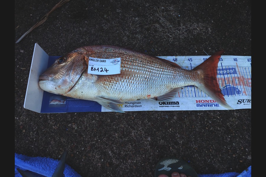 Karl Williamson caught this 52.5cm Snapper at Auckland during The Hirepool Baitmates Fishing Comp