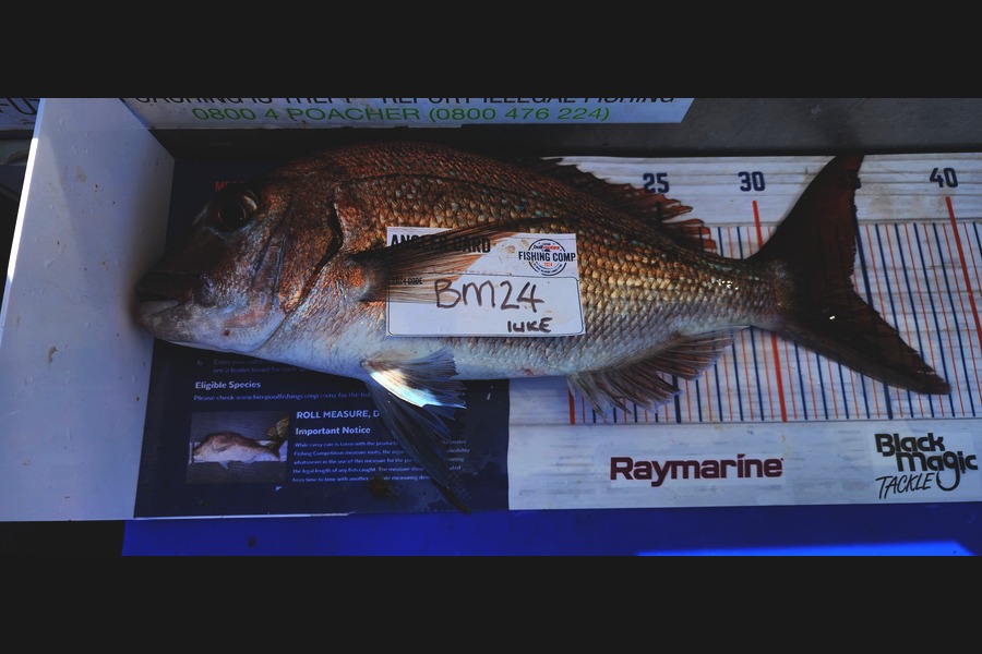 luke Curtis caught this 34.0cm Snapper at Coromandel during The Hirepool Baitmates Fishing Comp