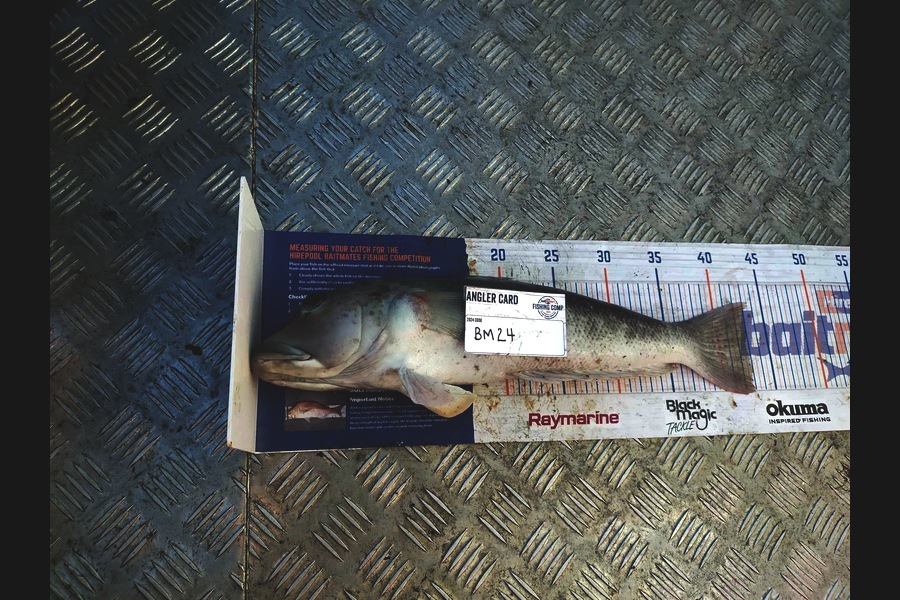 Ilona Lawrence caught this 43.0cm Blue Cod at Nelson/Marlborough during The Hirepool Baitmates Fishing Comp