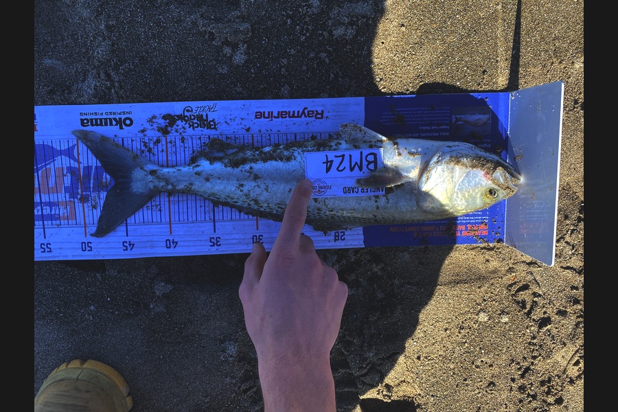Daryl Wilson caught this 46.0cm Kahawai at East Cape during The Hirepool Baitmates Fishing Comp