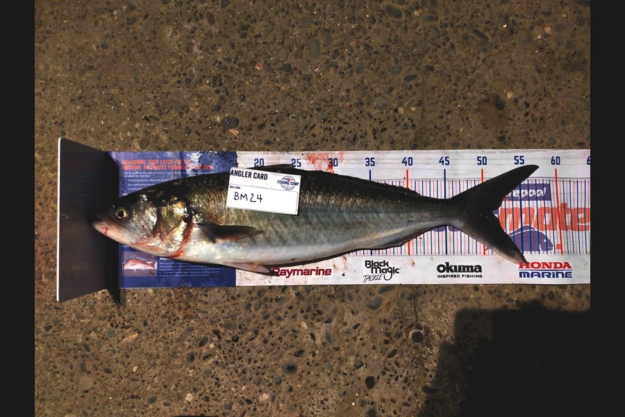 Ilona Lawrence caught this 51.0cm Kahawai at Nelson/Marlborough during The Hirepool Baitmates Fishing Comp