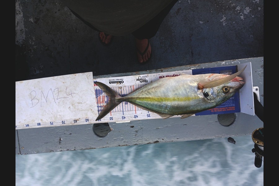 Bryce Taylor caught this 49.5cm Trevally at Auckland during The Hirepool Baitmates Fishing Comp