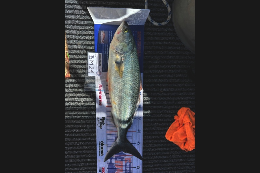 Steve Watt caught this 48cm Kahawai at Wellington during The Hirepool Baitmates Fishing Comp