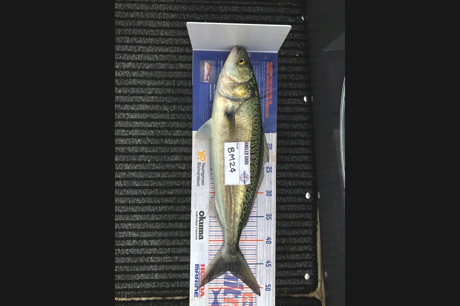 Bevan Sterling caught this 46.0cm Kahawai at Northland during The Hirepool Baitmates Fishing Comp