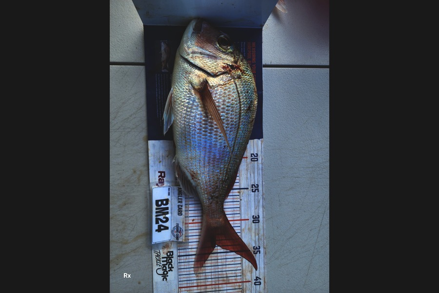 Rex Wilson caught this 33.5cm Snapper at Bay of Plenty during The Hirepool Baitmates Fishing Comp