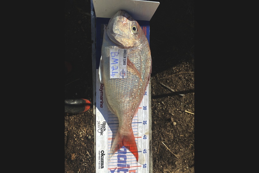 Andrew Russell caught this 42.5cm Snapper at Manawatu during The Hirepool Baitmates Fishing Comp