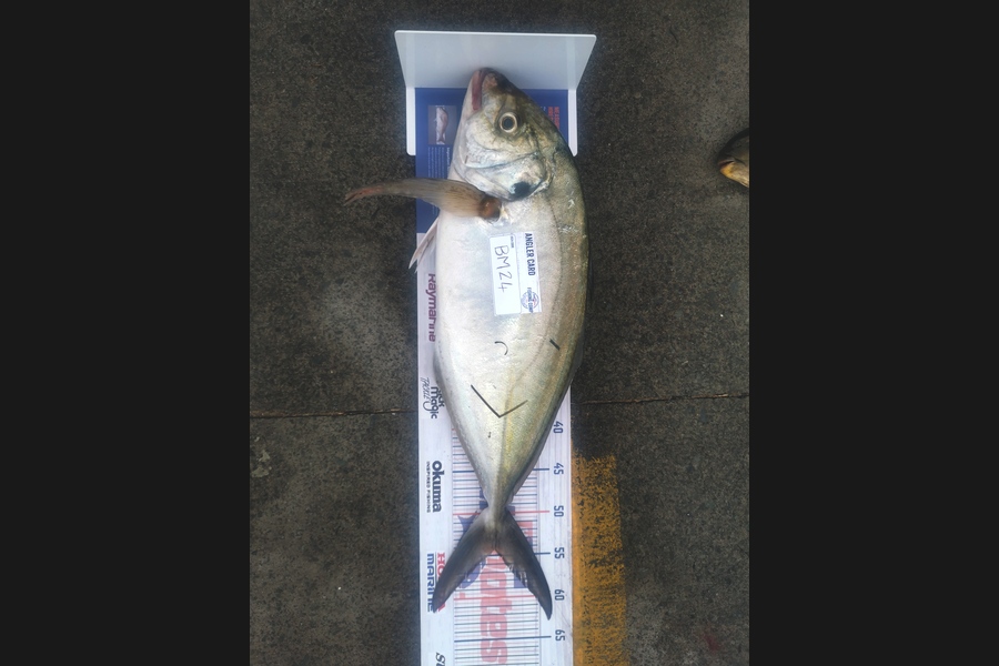 Genevieve Allan caught this 54.5cm Trevally at Northland during The Hirepool Baitmates Fishing Comp