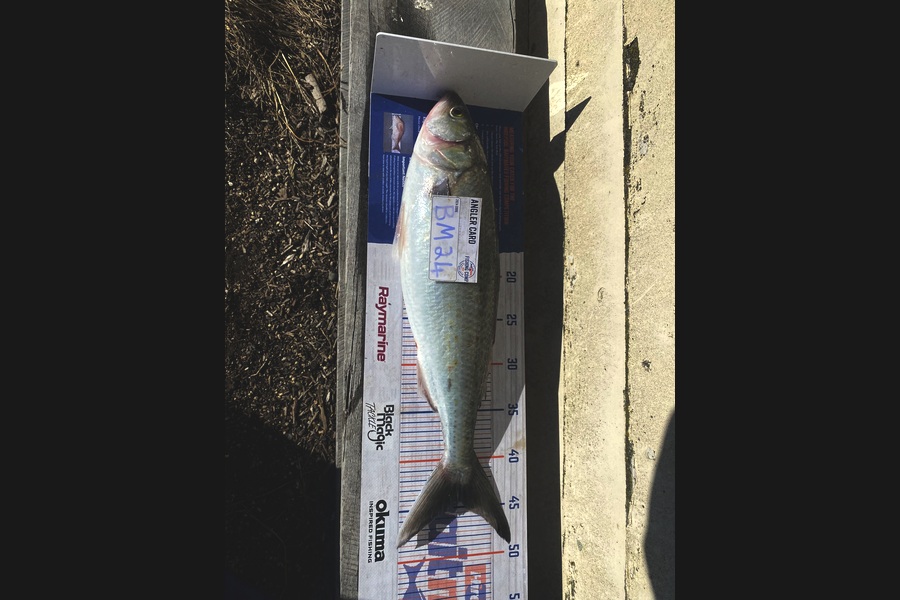 Andrew Russell caught this 44.5cm Kahawai at Manawatu during The Hirepool Baitmates Fishing Comp