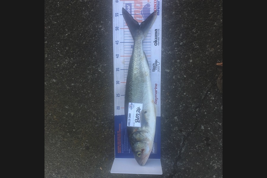 Stephen Torrey caught this 51.0cm Kahawai at Coromandel during The Hirepool Baitmates Fishing Comp