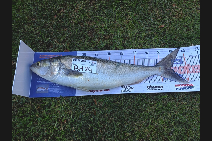 Daffy Suniel caught this 54.0cm Kahawai at Taranaki during The Hirepool Baitmates Fishing Comp