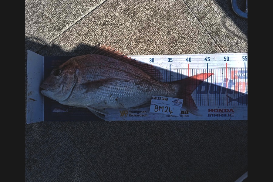 Pippa Smith caught this 40.0cm Snapper at Wellington during The Hirepool Baitmates Fishing Comp