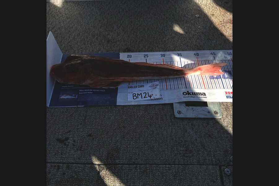 Pippa Smith caught this 44.0cm Gurnard at Wellington during The Hirepool Baitmates Fishing Comp