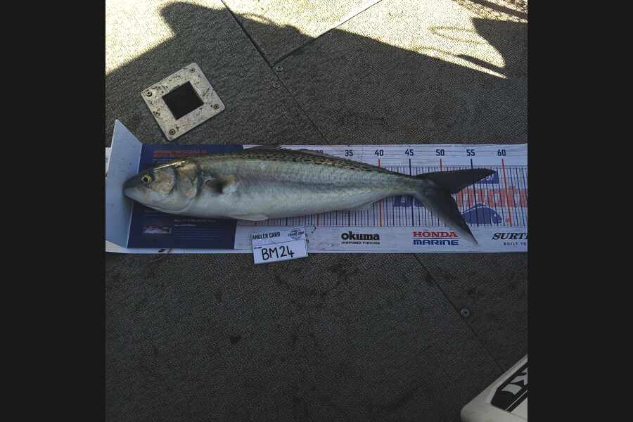Pippa Smith caught this 51.0cm Kahawai at Wellington during The Hirepool Baitmates Fishing Comp