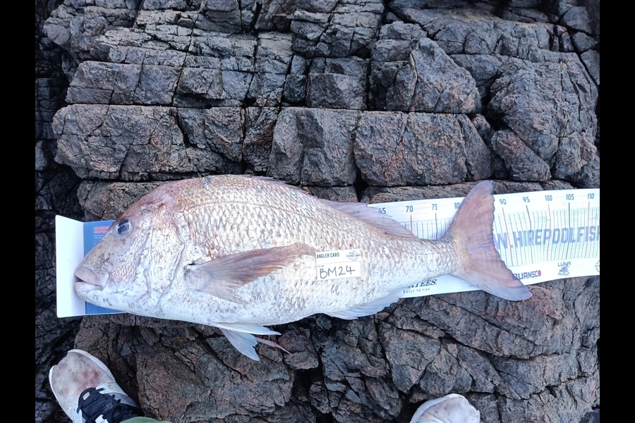 Daniel Hilton caught this 87.0cm Snapper at Northland during The Hirepool Baitmates Fishing Comp