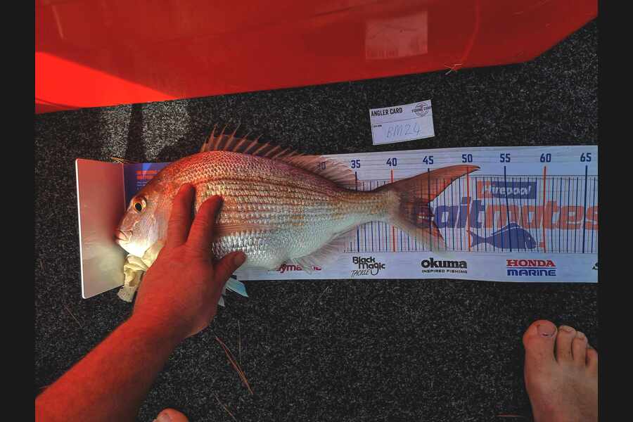 Harvey Jennings caught this 45.0cm Snapper at Auckland during The Hirepool Baitmates Fishing Comp