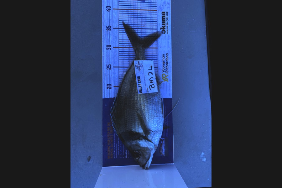 Graeme Murrell caught this 32.5cm Tarakihi at Wellington during The Hirepool Baitmates Fishing Comp