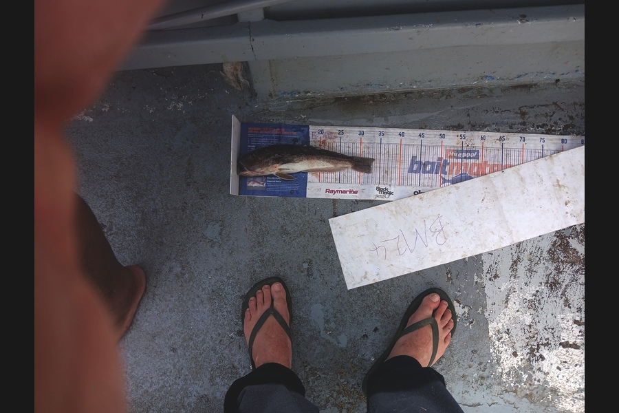 Bryce Taylor caught this 32.5cm Blue Cod at Auckland during The Hirepool Baitmates Fishing Comp