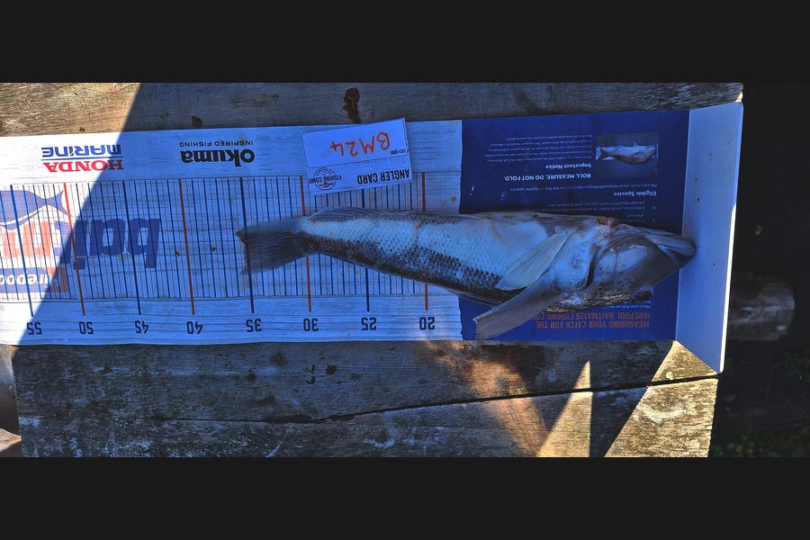 Sam Connor caught this 35.0cm Blue Cod at Otago during The Hirepool Baitmates Fishing Comp