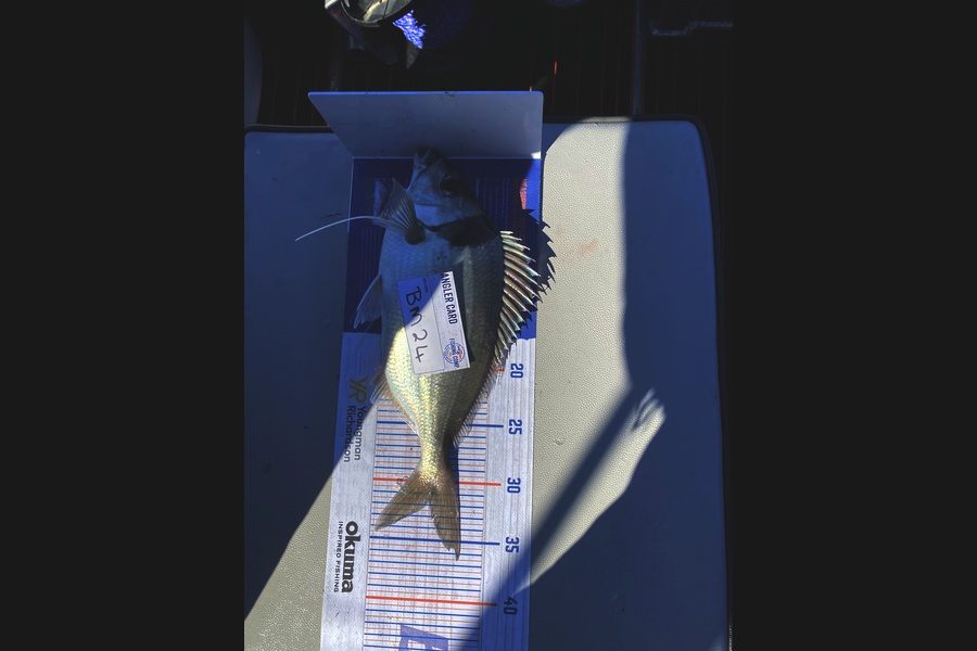 Mark Murrell caught this 31.5cm Trevally at Wellington during The Hirepool Baitmates Fishing Comp