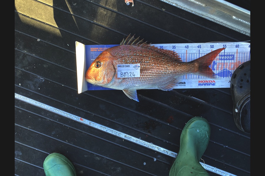 Tony Flowers caught this 48.5cm Snapper at Wellington during The Hirepool Baitmates Fishing Comp