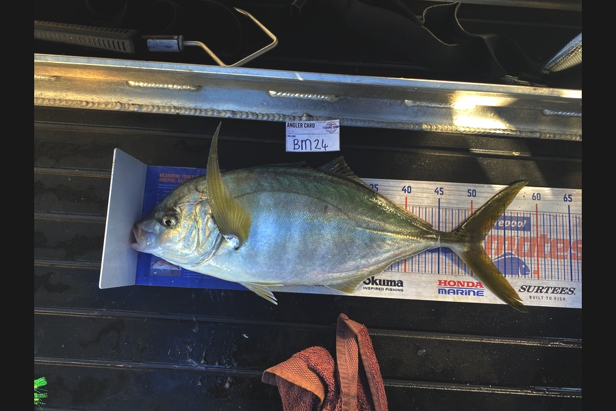 Tony Flowers caught this 51.5cm Trevally at Wellington during The Hirepool Baitmates Fishing Comp